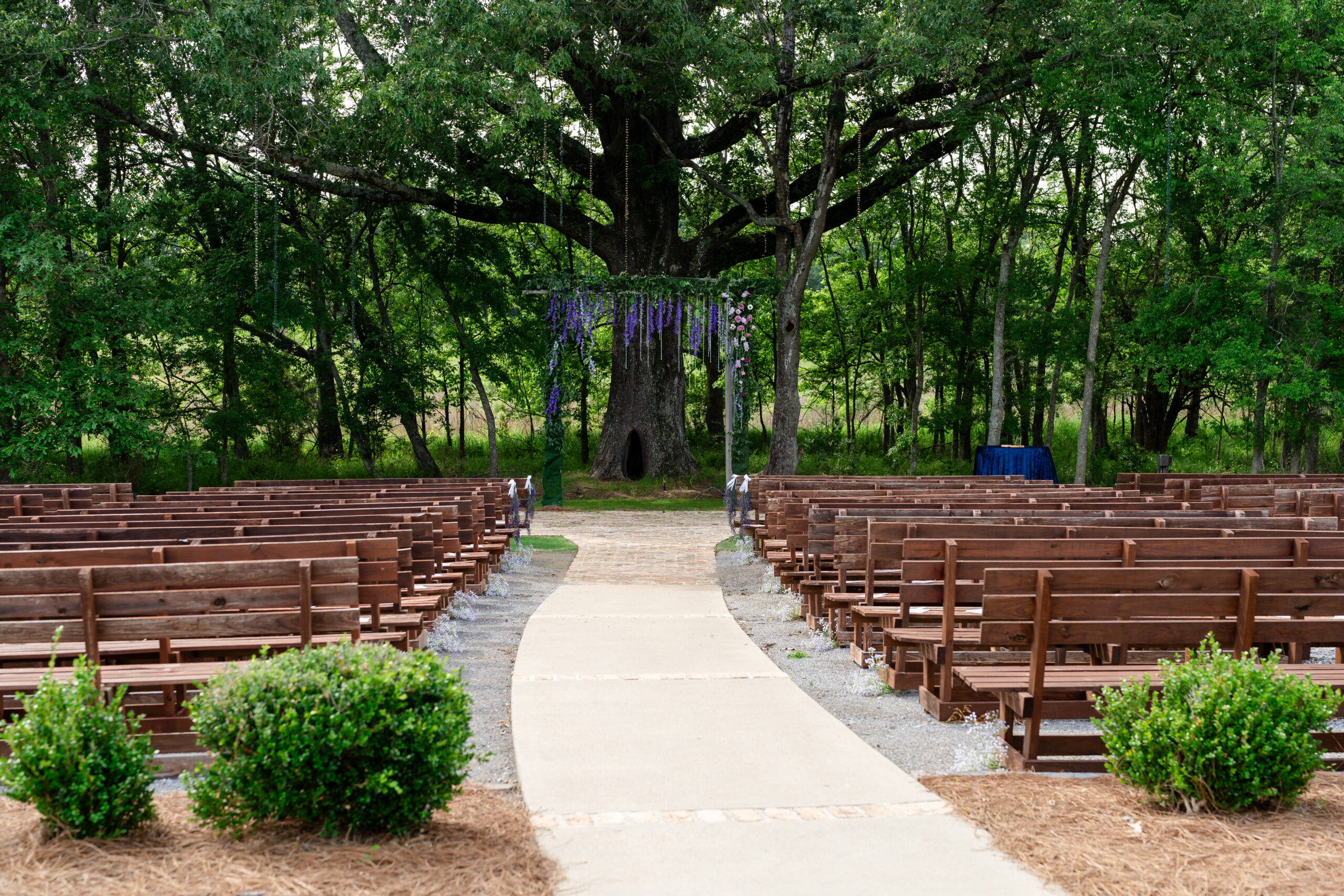 Outdoor wedding ceremony site at The Barn at Bridlewood in Hattiesburg, MS featuring rustic wooden benches and a floral arch beneath a massive historic oak tree by Dear Magnolia Films.